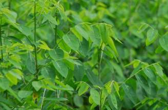  Cách nào làm sao để sảy thai tự nhiên và nhanh nhất?