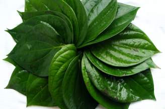 Cách chữa bệnh phụ khoa bằng lá trầu không HIỆU QUẢ