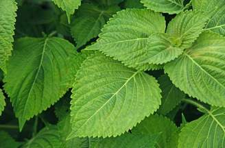 Chữa khỏi bệnh sùi mào gà bằng lá tía tô