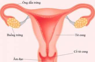 Chụp hsg giá bao nhiêu tiền tiền?