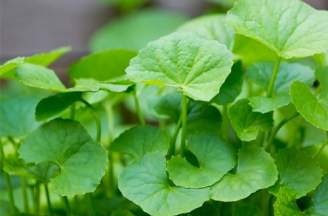 Cách phá thai bằng rau má có tốt không?