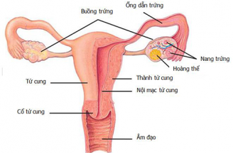Triệu chứng và cách điều trị viêm vòi trứng